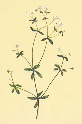 Framed Sweet Scented Bedstraw Print