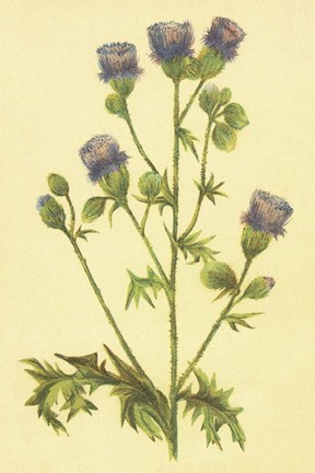 Framed Thistle Print