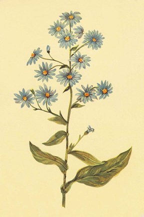 Framed Wavy Leaved Aster Print
