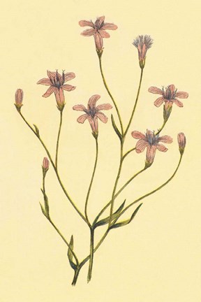 Framed Wheeler&#39;s Chaetadelpha Print