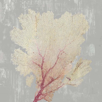 Framed Blush Coral II Print