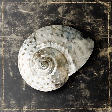 Framed Marble Shell Series II Print