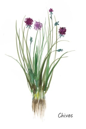 Framed Chives Print