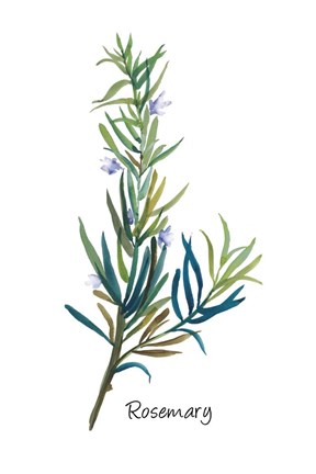Framed Rosemary I Print