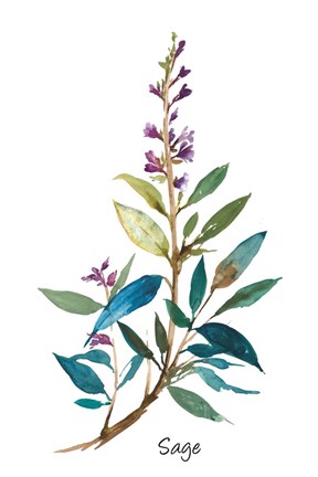 Framed Sage II Print