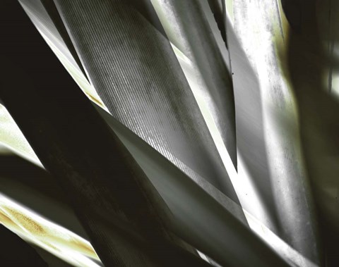 Framed Transparent Print