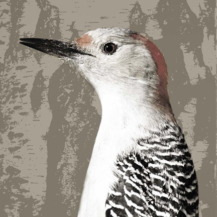 Framed Feathered IV Print