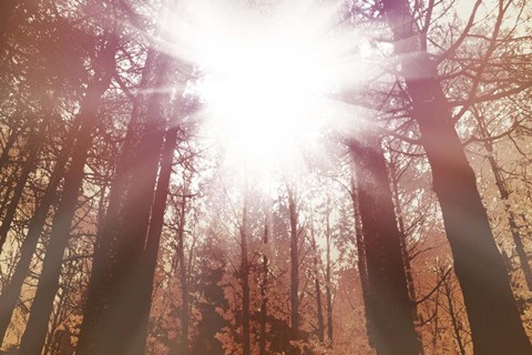 Framed Sun Dance Print