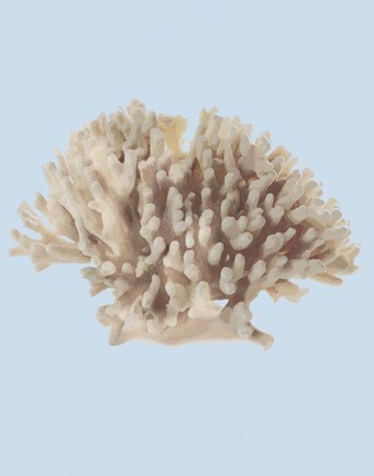 Framed Coral I Print