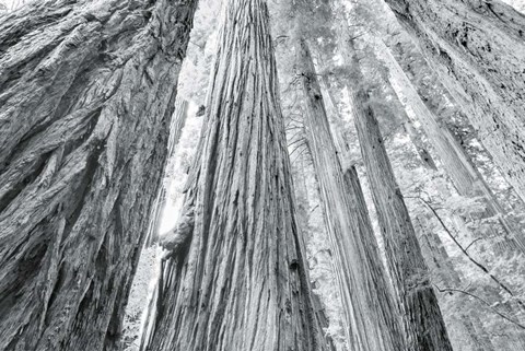 Framed Redwoods Forest IV BW Print