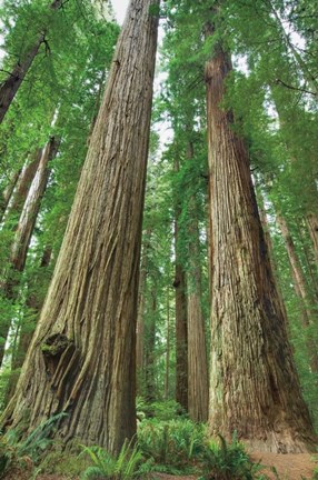 Framed Redwoods Forest I Print