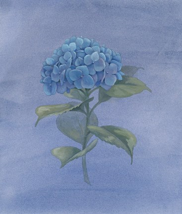 Framed Blue Hydrangea IV Print