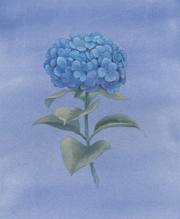 Framed Blue Hydrangea III Print