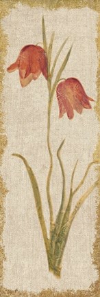 Framed Red Tulip Panel on White Vintage Print