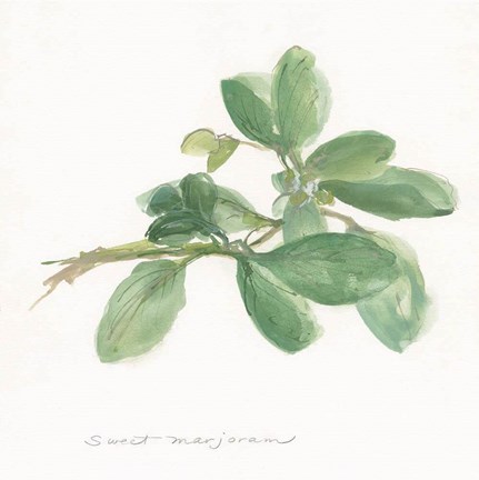 Framed Sweet Marjoram Print