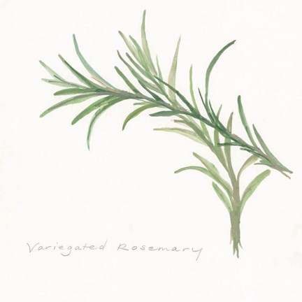 Framed Variegated Rosemary II Print