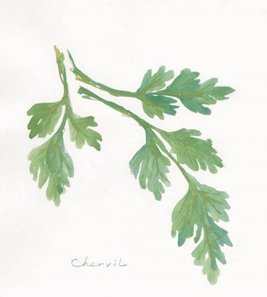 Framed Chervil Print