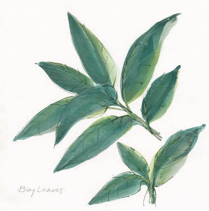 Framed Bay Leaf Print