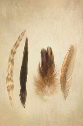 Framed Feathers I Print