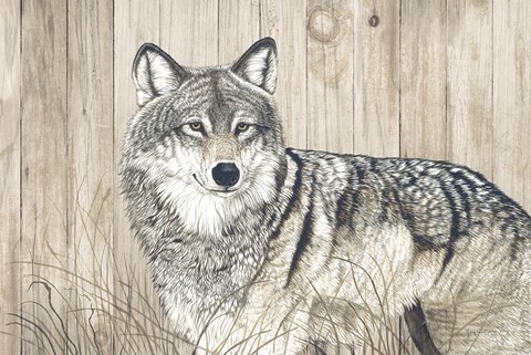 Framed Wolf in Grass on Barn Board Print