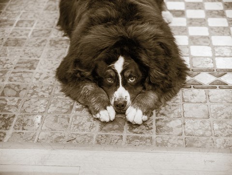 Framed I Am Sorry Print