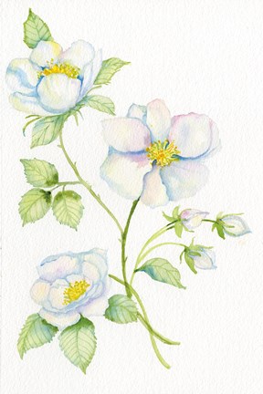 Framed Floral Delight V Print