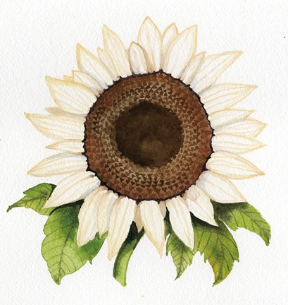 Framed Autumn Elegance White Sunflower Print