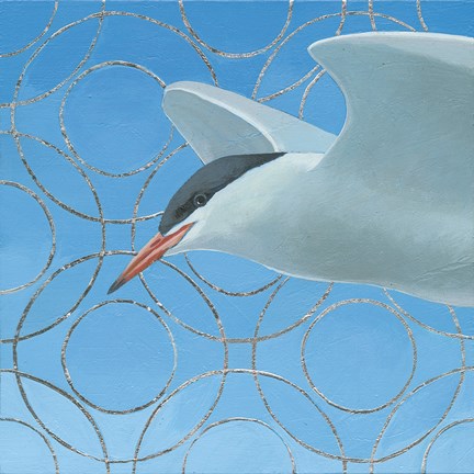 Framed Common Tern Print