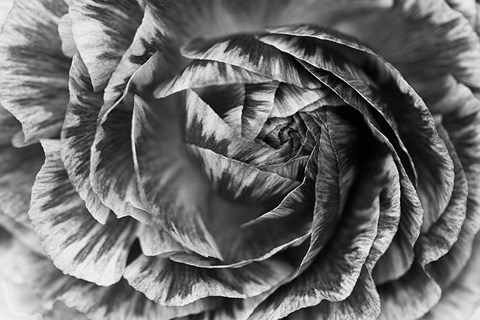 Framed Ranunculus Abstract VI BW Print