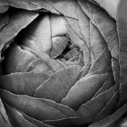 Framed Ranunculus Abstract III BW Print