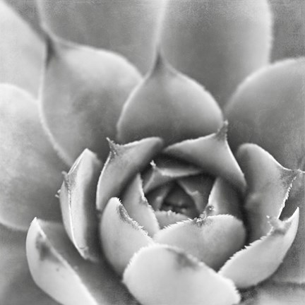 Framed Garden Succulent III Print