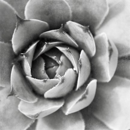 Framed Garden Succulent II Print