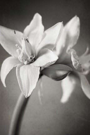 Framed White Amaryllis I Print