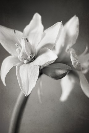 Framed White Amaryllis I Print