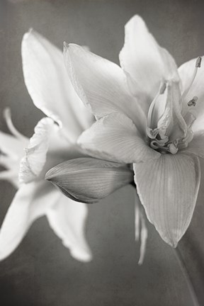 Framed White Amaryllis II Print