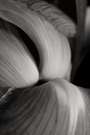 Framed Iris Abstract II Print