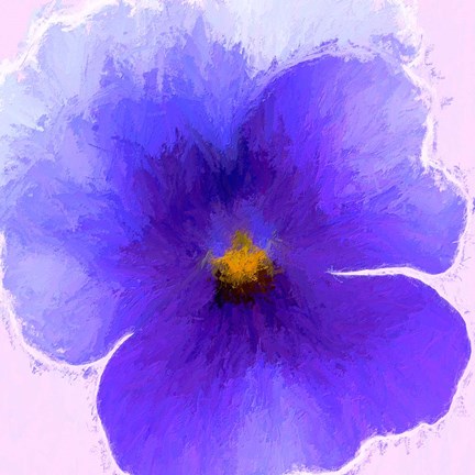 Framed Pansy Purple Print