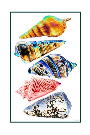 Framed Seashell Collection II Print