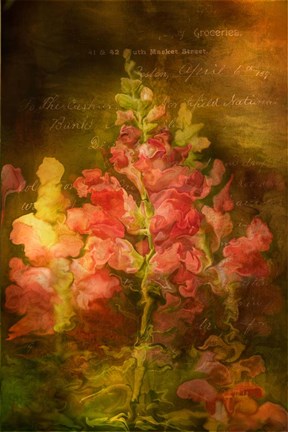 Framed Snapdragon Twilight I Print