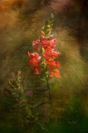 Framed Snapdragon Twilight II Print
