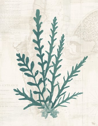 Framed Pacific Sea Mosses III Borderless Print