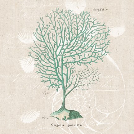 Framed Gorgonia Granulata on Linen Sea Foam Sq Print