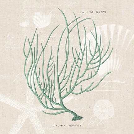 Framed Gorgonia Miniacea on Linen Sea Foam Sq Print