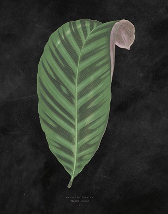 Framed Beautiful Leaved Plants I Black Print