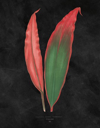 Framed Beautiful Leaved Plants II Black Print