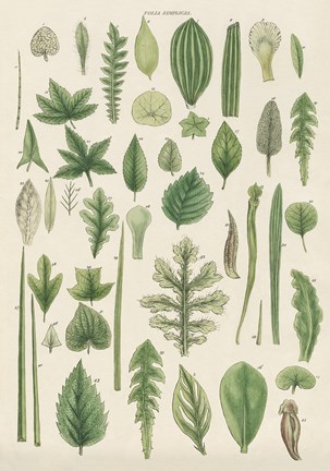 Framed Assortment of Leaves II Print