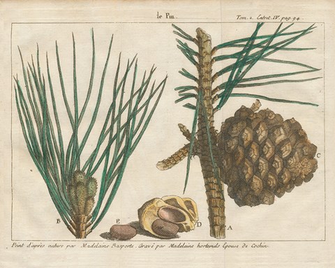 Framed Antique Botanical XXI Print