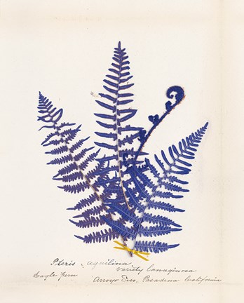 Framed Botanical Fern IV Blue Print