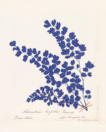 Framed Botanical Fern III Blue Print