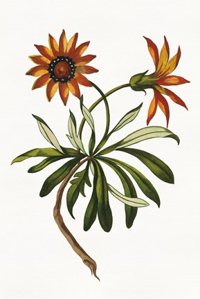 Framed Vintage Floral II on White Print